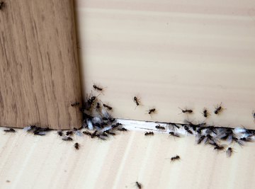 Difference Between Ants & Termites