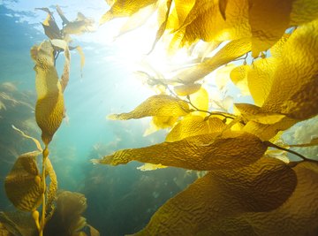 Does Kelp Have Many Different Cells?