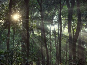 Plants in the Canopy Layer of the Rainforest