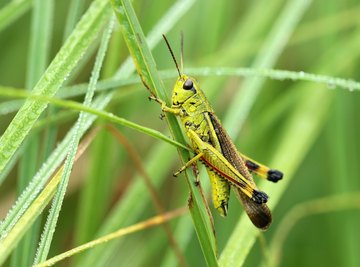 Difference Between Male & Female Grasshoppers