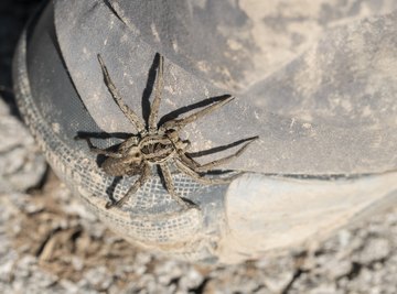 What Are the Predators of the Wolf Spider?