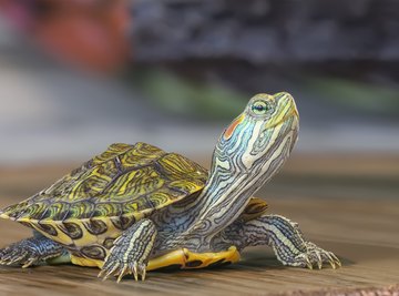 What Animals Eat Turtles?