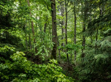 Food Chains in a Woodland Habitat Sciencing