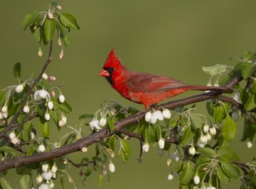 How to Care for an Injured Red Cardinal