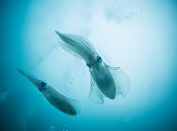 Life Cycle of a Squid | Sciencing