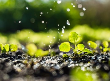 Water drops that appear on leaves are the result of a natural process