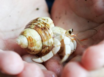 How to Find a Hermit Crab