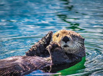 How to Build an Otter Shoebox Habitat