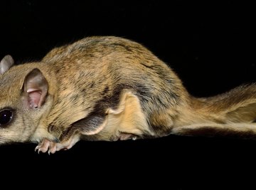 Predators of the Southern Flying Squirrel