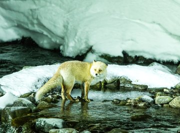 How to Tame a Fox