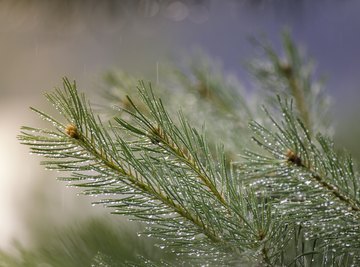 Habitats of Pine Trees