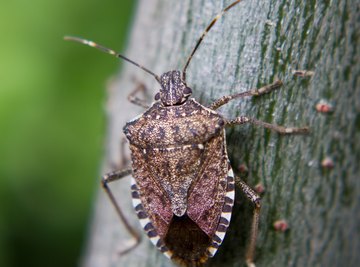 The Life Cycle of a Stink Bug