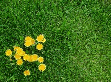 The Difference Between Flowers & Weeds