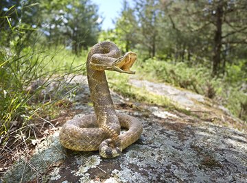 How to Identify Baby Rattlesnakes