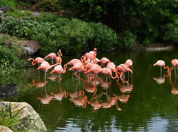 Are There Pink Flamingos in Hawaii?