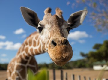 How Does a Giraffe Breathe? | Sciencing