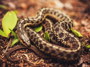 The Types of Snakes Found in East Tennessee