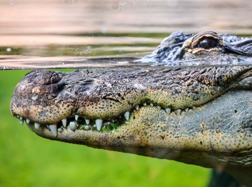 Alligator & Crocodile Similarities