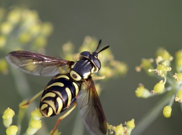 The Biting Bugs & Insects Found in North Carolina