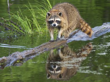 Animals Found in the Piedmont Region of Georgia