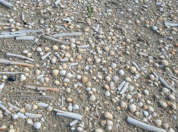 Science Projects on Seashells