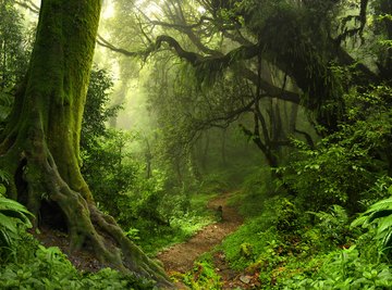 What Types of Trees Grow in the Jungle