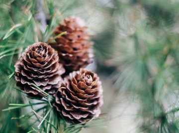 The Differences Between Male Pollen & Female Seed Pine Cones