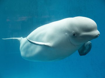 Is This Beluga Whale Seriously a Russian Spy?