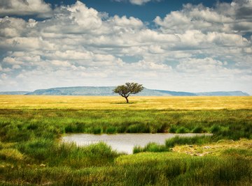 serengeti grassland aroud biome habitat danm nuvole bianche obrazy singolo habitats