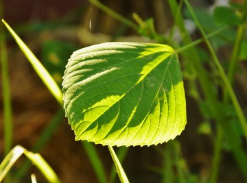 Plants absorb carbon dioxide through stomata in their leaves.