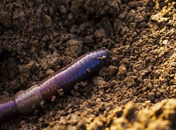 Earthworm Phylum Characteristics | Sciencing