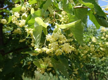 What Does a Basswood Tree Look Like?