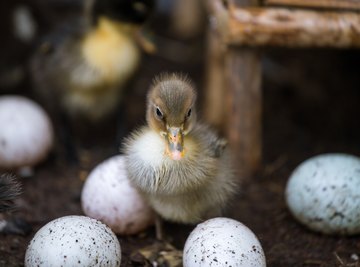 What Is the Incubation Period for Duck Eggs?