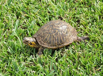 Behavioral Adaptations of the Box Turtle