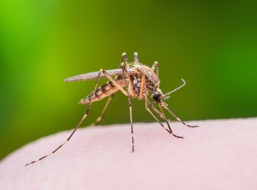 Difference Between Mosquito & Sand Fly Bites