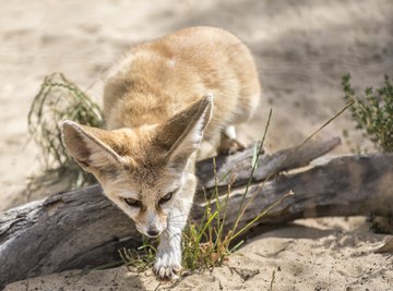 Animals of the Thar Desert