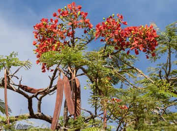 Growth Rate of the Royal Poinciana