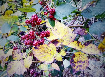 How Are Blackberries Dispersed?