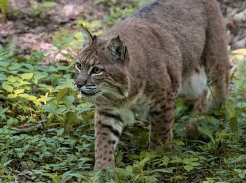 What Types of Wild Cats Live in New York?