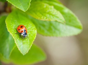 The Differences Between Ladybugs & Butterflies