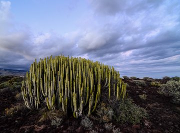 10 Organisms Living in the Desert Biome