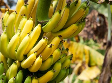 Bananas are in danger, thanks to a fungus.