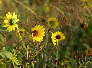 foglia stretta stretto girasoli chalksticks sunflowers zonnebloemen gurevich faina smal