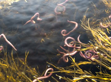 Tiny Red Worms in Water