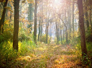 How Does Summer Affect the Lives of Plants & Animals?