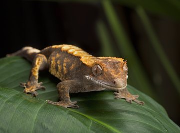 What Is the Difference Between Lizards & Geckos