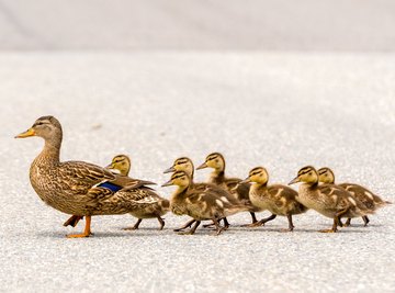 What to feed ducks – according to science