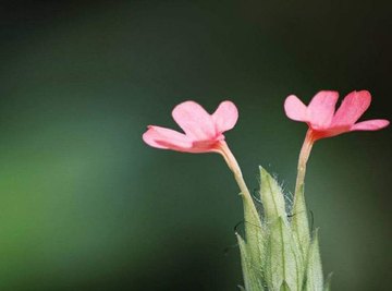 What Happens During Stage One of Photosynthesis?