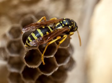 Types of Wasps
