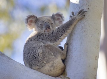 Koalas are in serious trouble. Can they be saved?